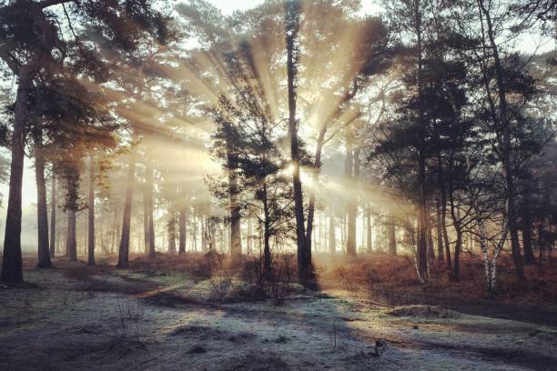 istock Sun rays through the mist on a cold winters morning, Backheath Common, near Guildford, Surrey, UK. 1727805465