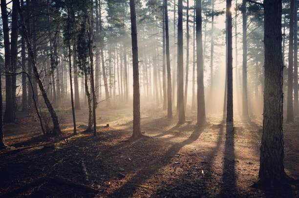 istock Sun rays through the mist on a cold winters morning, Backheath Common, near Guildford, Surrey, UK. 1727805521