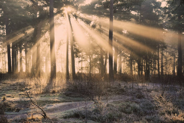 istock Sun rays through the mist on a cold winters morning, Backheath Common, near Guildford, Surrey, UK. 1727805579