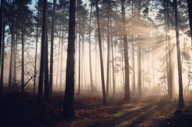 istock Sun rays through the mist on a cold winters morning, Backheath Common, near Guildford, Surrey, UK. 1727805583