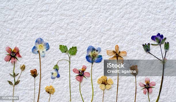 ドライフラワー - 乾燥させた植物のストックフォトや画像を多数ご用意 - 乾燥させた植物, 花, 春