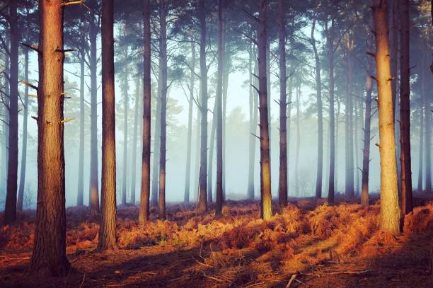 istock Mist through the trees on Backheath Common, near Guildford, Surrey, UK. 1727806128