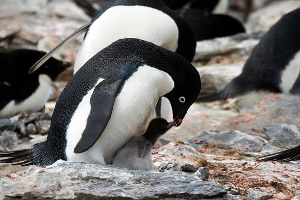 Nesting Adelie penguin with baby, Antarctica.