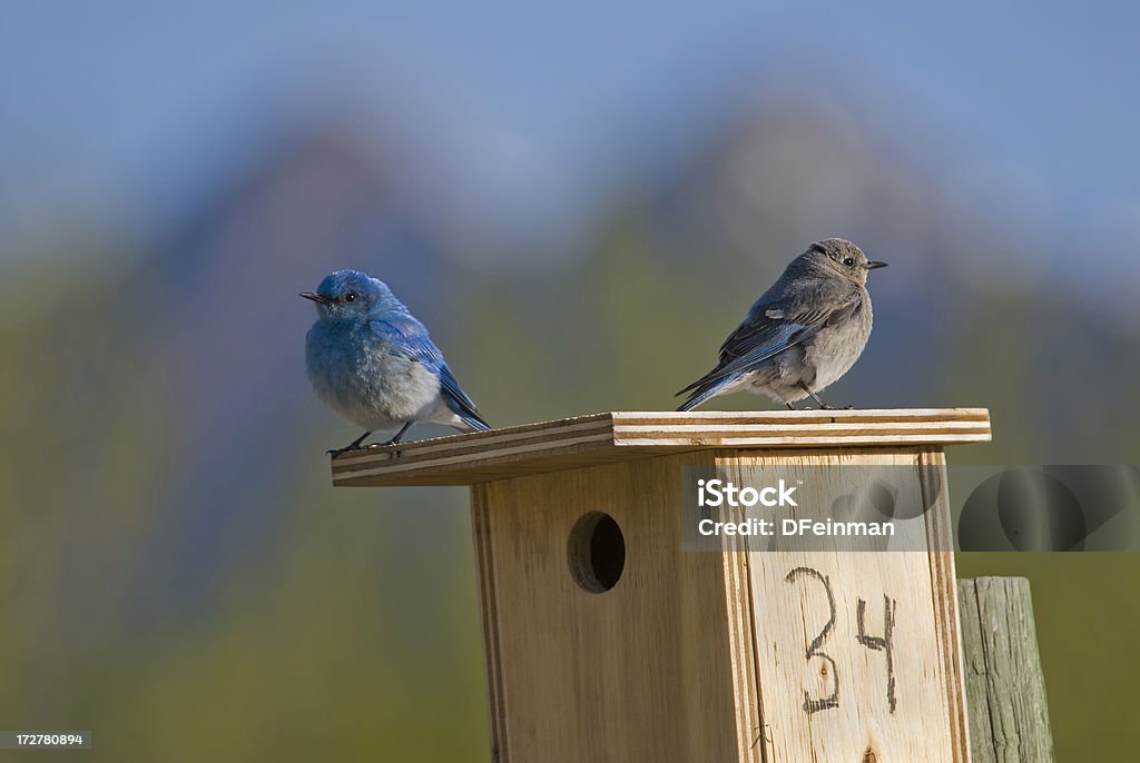 Bluebirds a las montañas - Foto de stock de Aire libre libre de derechos