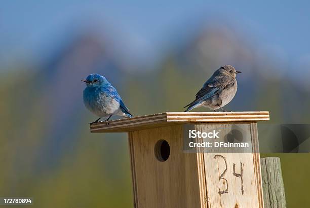 Bluebirds A Las Montañas Foto de stock y más banco de imágenes de Aire libre - Aire libre, Animal, Azulejo - Pájaro