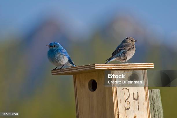 산 Bluebirds 0명에 대한 스톡 사진 및 기타 이미지 - 0명, 동물, 동물 둥지