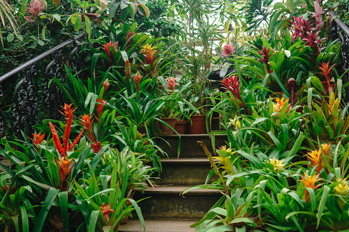 blooming bromeliads in pots on the steps of a vintage staircase among tropical plants in an old greenhouse