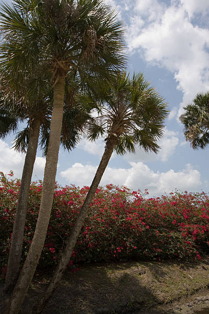 istock Palm Trees and Bougainvillea 172780945