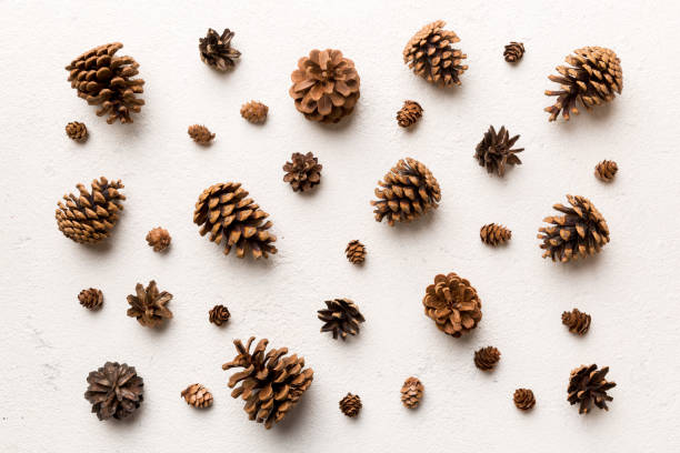 istock pine cones on colored table. natural holiday background with pinecones grouped together. Flat lay. Winter concept 1727809567