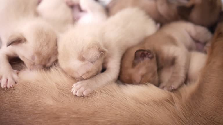 burmese kitten sucking on cat mom. Cat nursing her little kittens, close up