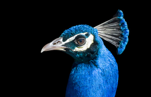 A colourful peacocks head looking at the camera and looking to the right metallic shiny looking colours of green and blue a big peacock eye with a dark background ￼￼