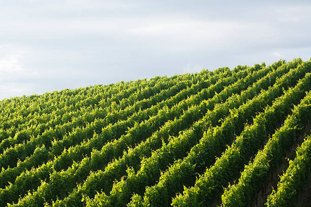 vineyard background stock photo