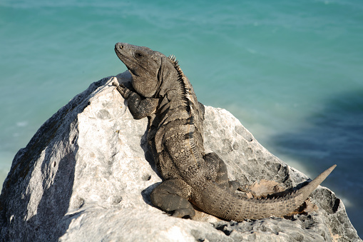 Iguana on a rock with the Caribbean sea in the background