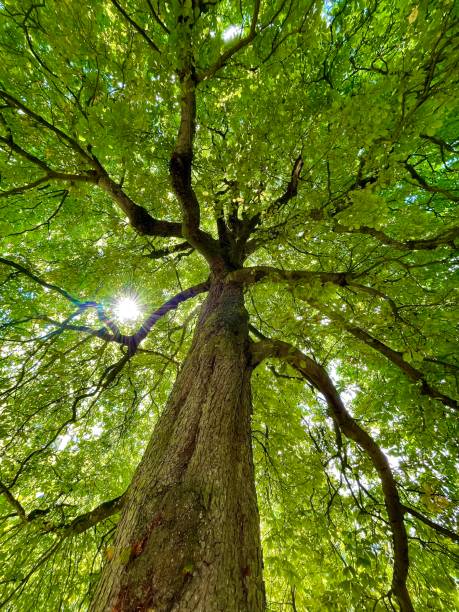 istock Branches of a horse chestnut tree 1727812666