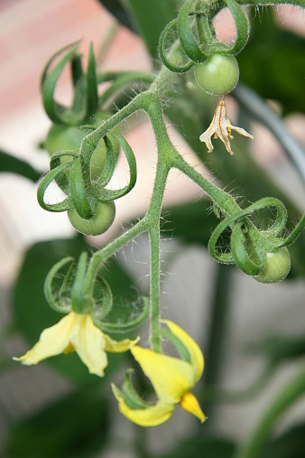 home-grown tomatoes in a green house