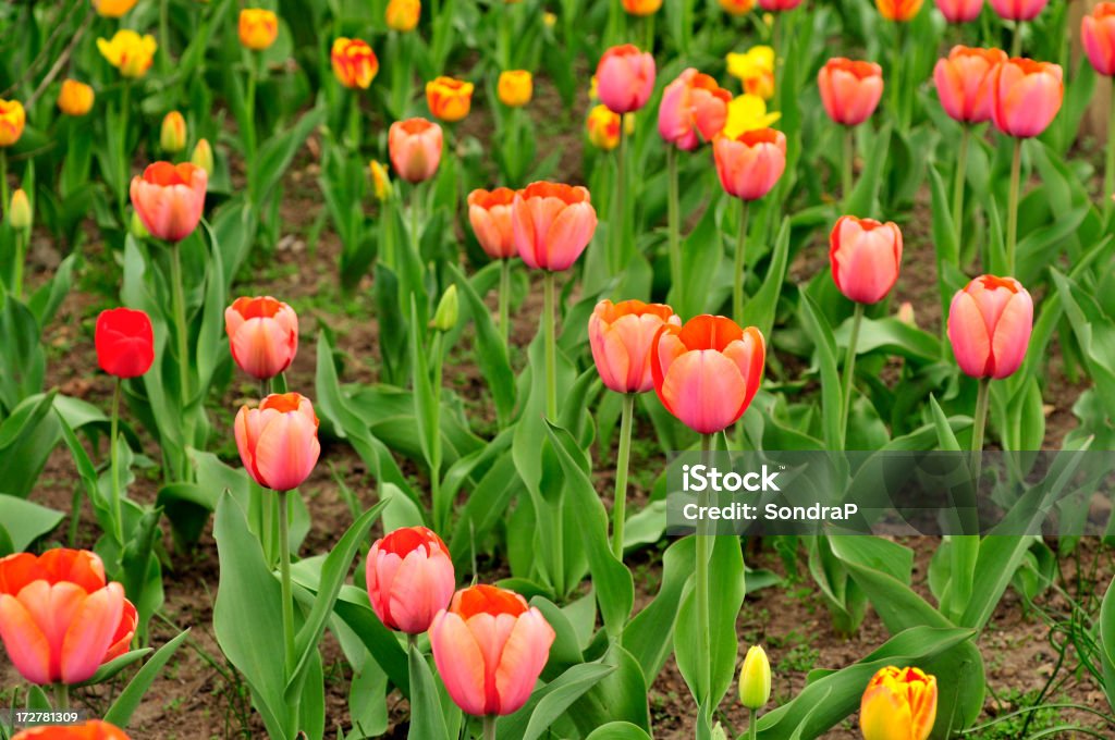 Grande tulipani olandesi - Foto stock royalty-free di Aiuola