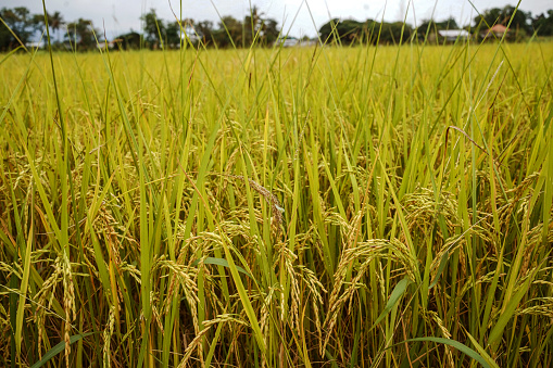 Close-up rice field background with blank space