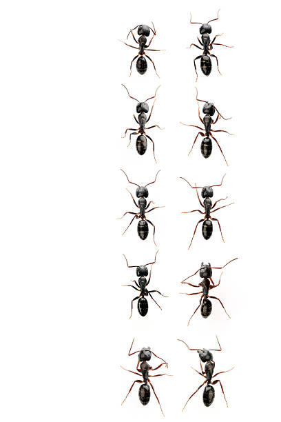 dez preto formigas - colony swarm of insects pest animal imagens e fotografias de stock