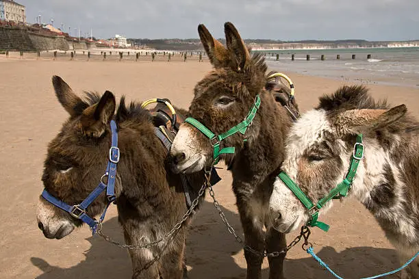 Three donkeys on a deserted beach at Bridlington, East Yorkshire, England.