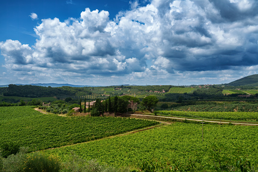 Vineyards of Chianti near Castelnuovo Berardenga, Siena province, Tuscany, Italy, at summer