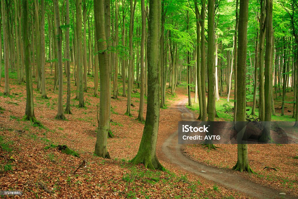 Caminho através da floresta de Beech - Foto de stock de Bosque - Floresta royalty-free