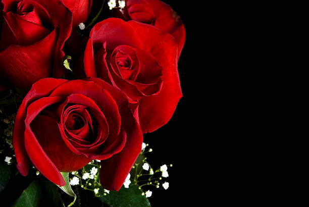 Red rosas - foto de stock