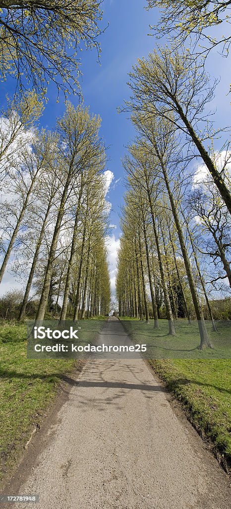 Carretera de campo - Foto de stock de Agricultura libre de derechos