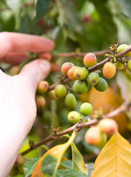 gringa 픽킹 커피 - coffee crop farmer equality coffee bean 뉴스 사진 이미지