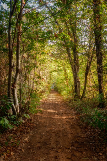 istock Woodland path in Autumn 1727821901