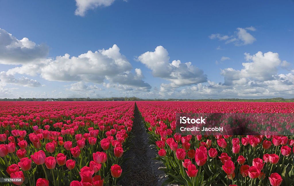 Paesaggio di primavera - Foto stock royalty-free di Agricoltura