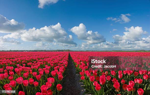 春の風景 - まぶしいのストックフォトや画像を多数ご用意 - まぶしい, オランダ, オランダ文化