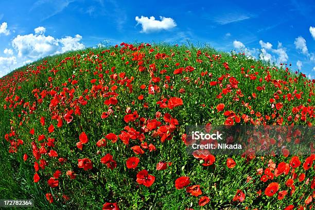 Foto de Campo De Papoula e mais fotos de stock de Agricultura - Agricultura, Azul, Beleza