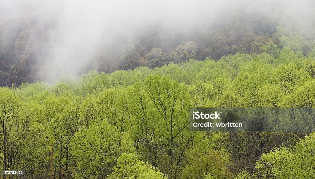 Niebla en la primavera de árboles - Foto de stock de Aislado libre de derechos