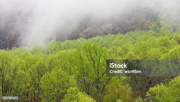 Mist Primavera Alberi - Fotografie stock e altre immagini di Albero - Albero, Ambientazione tranquilla, Appalachia