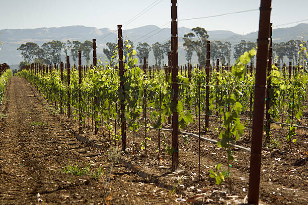 carneros долина утро - vineyard california carneros valley hill стоковые фото и изображения