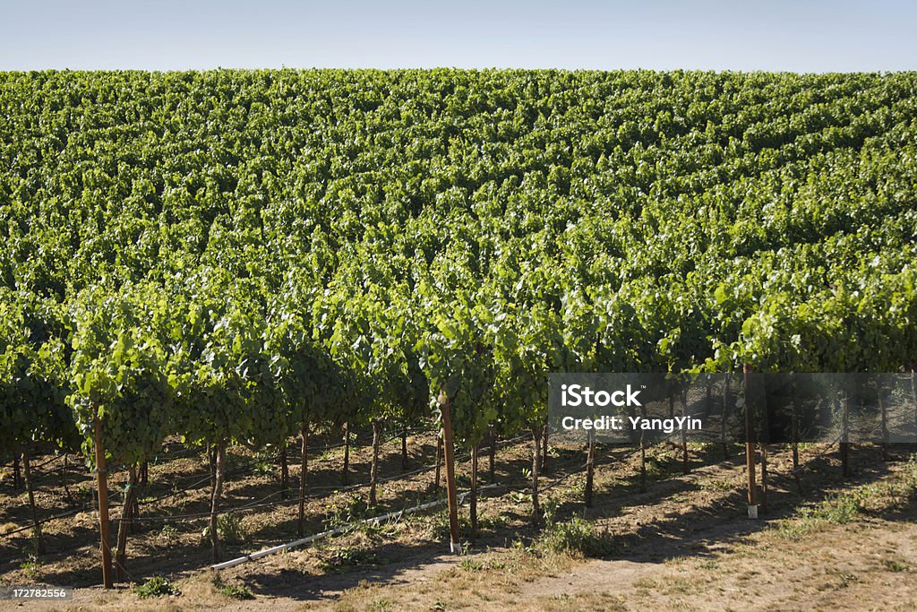 Vineyard in Carneros Valley "Subject: Lush, compressed view of vineyard in Carneros Valley in the morning lightLocation: Carneros Valley, Napa, California, U.S.A." Agricultural Field Stock Photo