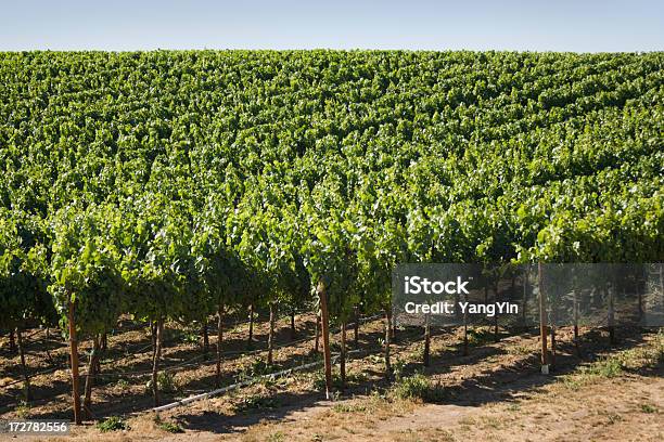 Vineyard In Carneros Valley Stock Photo - Download Image Now - Agricultural Field, Agriculture, Beauty In Nature