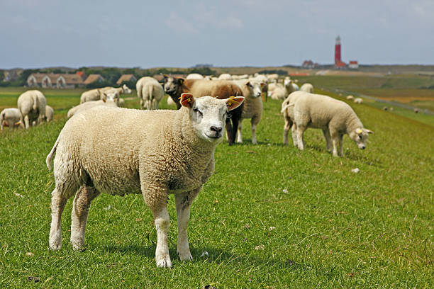 istock Sheeps on dyke, Texel # 2 XL 172782564