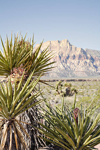 istock Yucca Plant in Red Rock Canyon 172782594