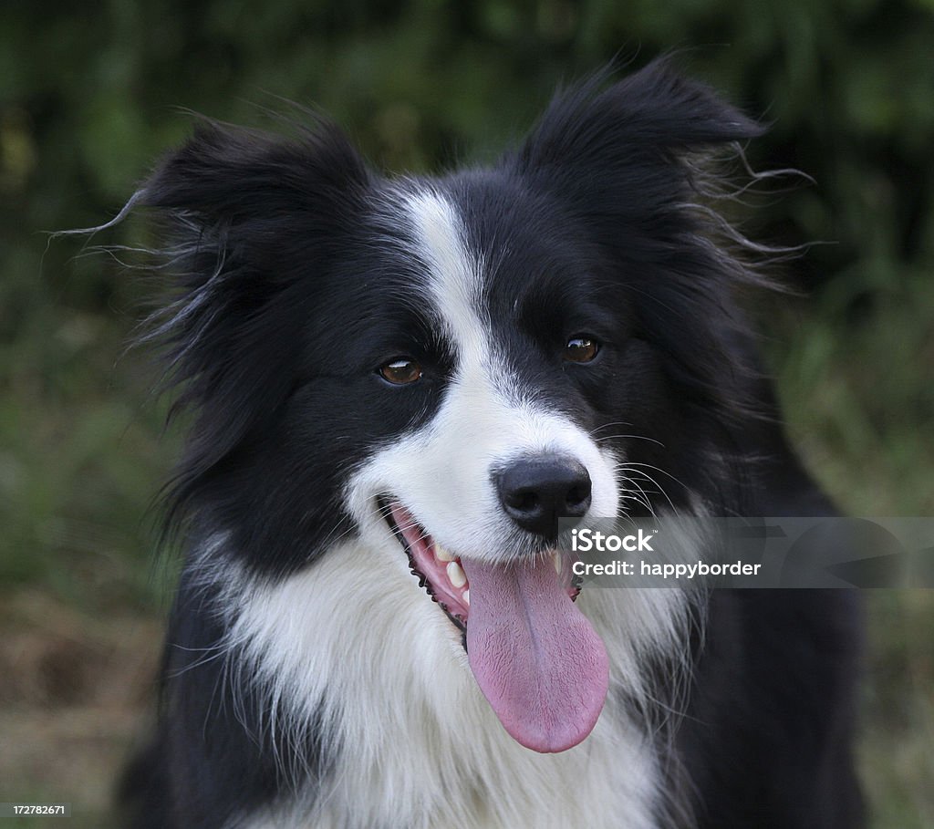 Hermoso Border Collie - Foto de stock de Aire libre libre de derechos