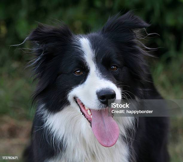 Hermoso Border Collie Foto de stock y más banco de imágenes de Aire libre - Aire libre, Alegre, Animal