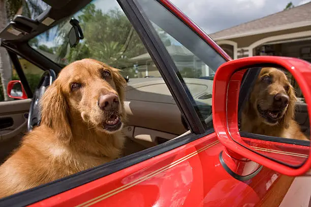 Photo of Golden Retriever in Red Sports Car Ready for Ride
