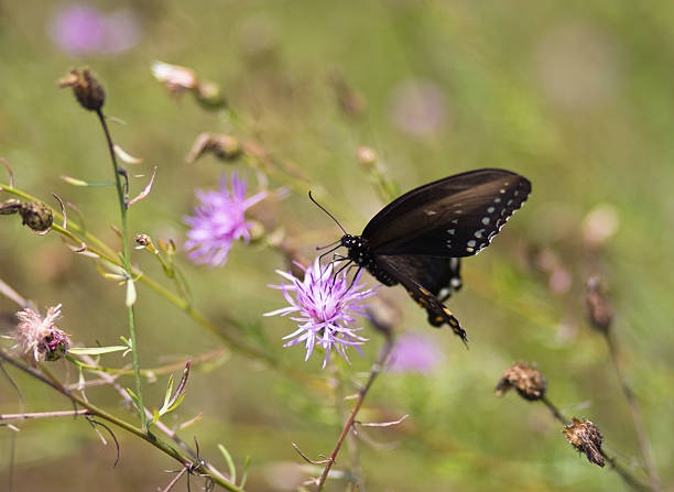 istock butterfly on the flower 172783044