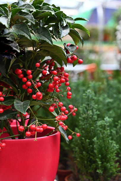 istock Ardisia flower with red berries in a red pot 1727832261