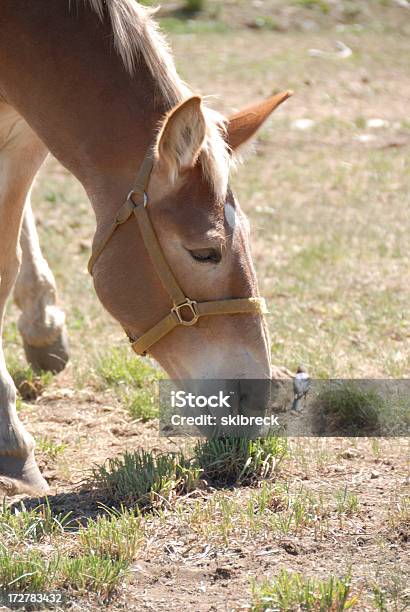 Mule Foto de stock y más banco de imágenes de Animal - Animal, Animal doméstico, Colorado