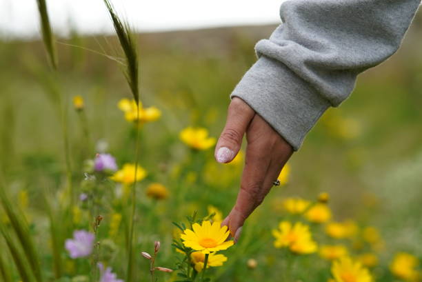 istock Woman's Hand Touching Yellow Flowers 1727836231