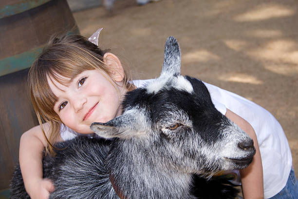 zoo de loisirs petite fille se tenant un bébé lait de chèvre - chevreau photos et images de collection