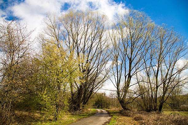 paisaje de primavera con ruta - eos5d fotografías e imágenes de stock