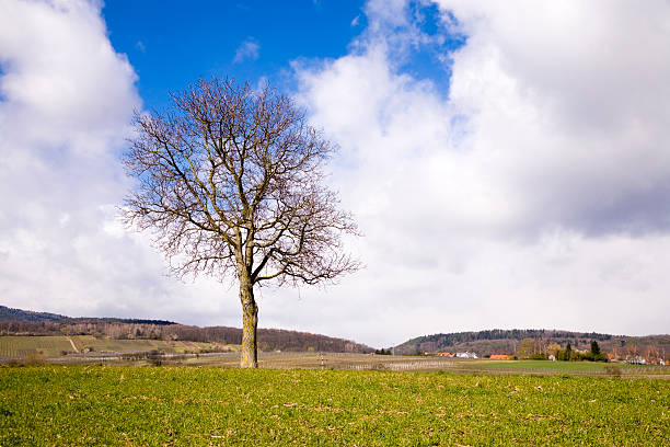 paisaje con árbol de primavera - eos5d fotografías e imágenes de stock