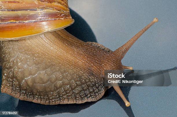 Mio Giardino Lumaca Non Lumache - Fotografie stock e altre immagini di Ambientazione esterna - Ambientazione esterna, Animale, Animale selvatico